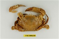 藏品(晶螢蟳)的圖片